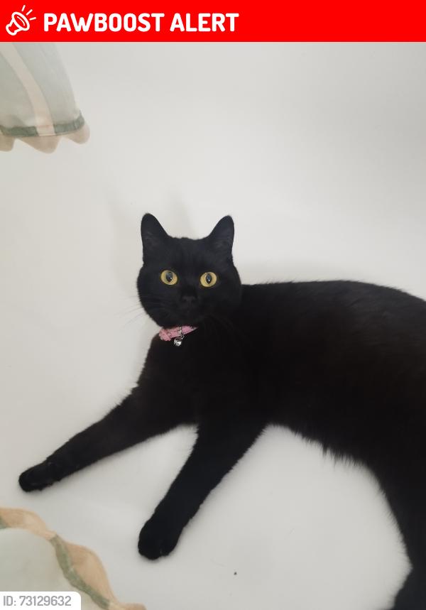 Lost Female Cat last seen Gadsby Close, Little Hallam just before Ashley News., Derbyshire, England DE7 4SB