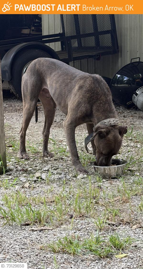 Found/Stray Male Dog last seen 81st and 273rd, Broken Arrow, OK 74014