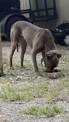 Found/Stray Male Dog last seen 81st and 273rd, Broken Arrow, OK 74014