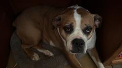 Lost Female Dog last seen Razor landing, Monroe County, TN 37885
