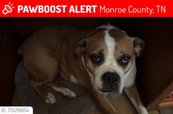 Lost Female Dog last seen Razor landing, Monroe County, TN 37885