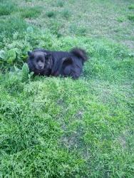 Lost Male Dog last seen Bolero dr fontana, Fontana, CA 92337