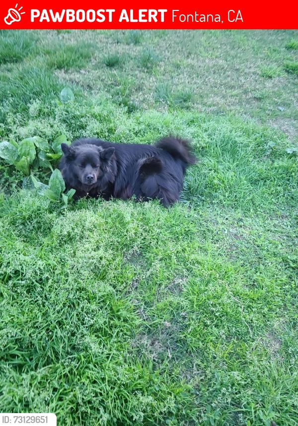 Lost Male Dog last seen Bolero dr fontana, Fontana, CA 92337