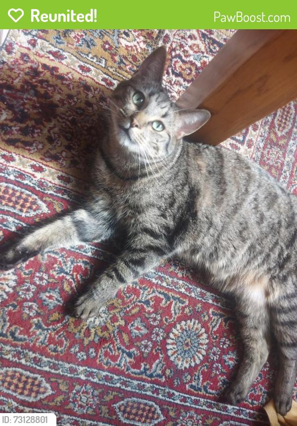 Reunited Male Cat last seen Farington road, Bristol City, England 