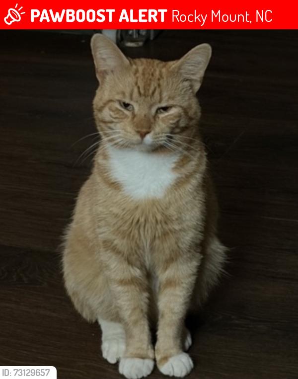 Lost Male Cat last seen Dollar general, Rocky Mount, NC 27804