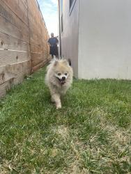 Found/Stray Male Dog last seen W 78th st and 10th ave, Los Angeles, CA 90043