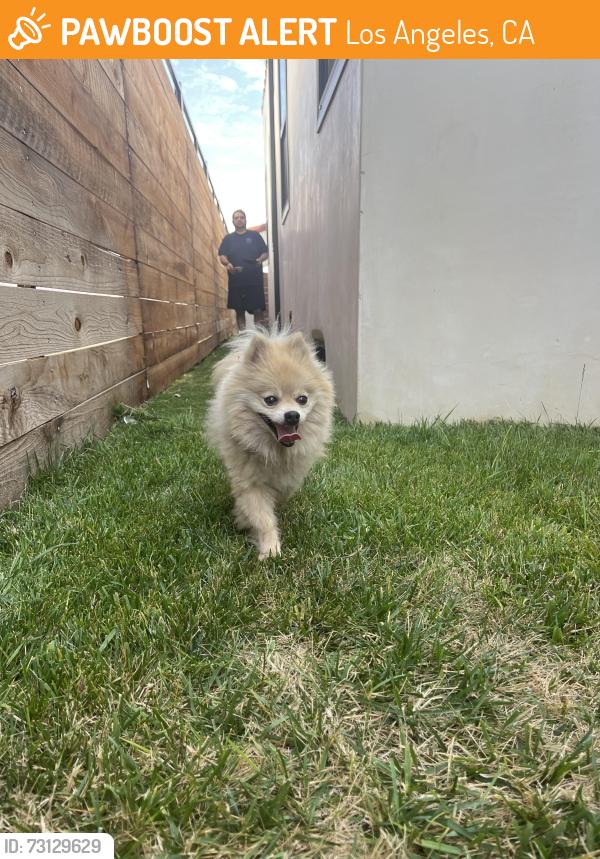 Found/Stray Male Dog last seen W 78th st and 10th ave, Los Angeles, CA 90043