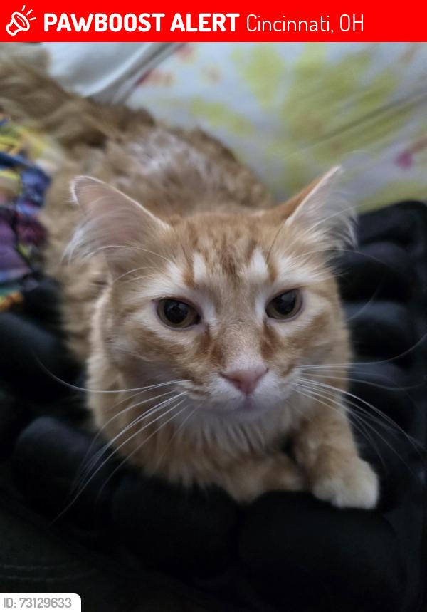 Lost Male Cat last seen Cheviot near Janward, Homelawn, and Carrie, Cincinnati, OH 45211