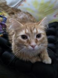 Lost Male Cat last seen Cheviot near Janward, Homelawn, and Carrie, Cincinnati, OH 45211
