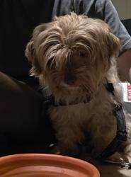 Found/Stray Female Dog last seen Dakin and Linder, Chicago, IL 60641