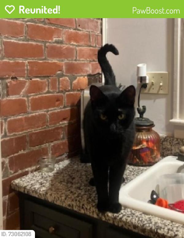 Reunited Male Cat last seen Trevor Avenue/ Harrison Avenue near police station, Cheviot, OH 45211