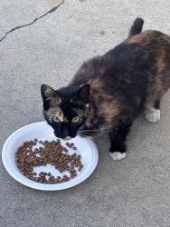 Found/Stray Female Cat last seen Closest to flora vista, Bellflower, CA 90706