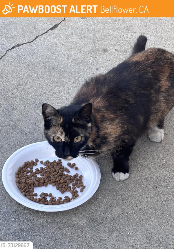 Found/Stray Female Cat last seen Closest to flora vista, Bellflower, CA 90706