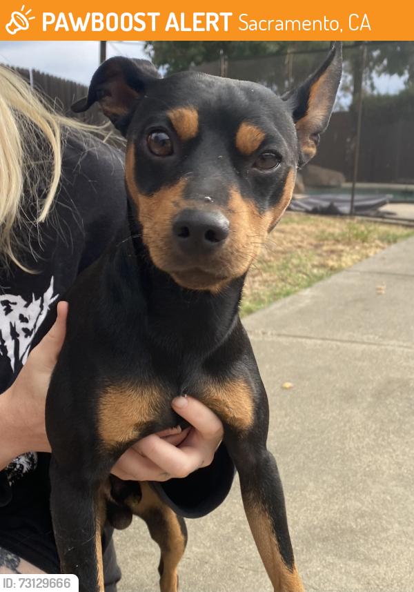 Found/Stray Male Dog last seen Maita circle & Redding Ave, Sacramento, CA 95820