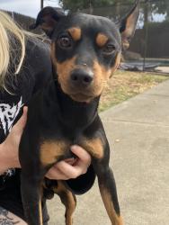 Found/Stray Male Dog last seen Maita circle & Redding Ave, Sacramento, CA 95820