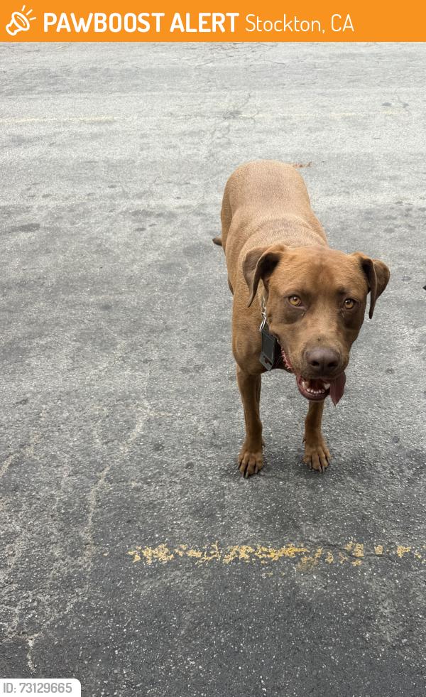 Found/Stray Male Dog last seen California st, Stockton, CA 95202