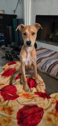 Found/Stray Female Dog last seen Kitty Hawk Rd and Mesquite pass, Converse, TX 78109