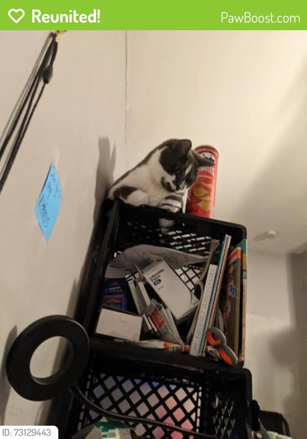 Reunited Male Cat last seen Albemarle Ave and Abbey Terrace, Drexel Hill, PA 19026