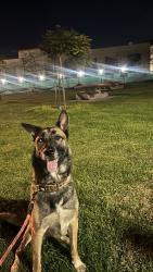 Reunited Male Dog last seen Rosaparks elementary school, San Diego, CA 92105