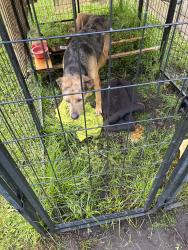 Found/Stray Male Dog last seen Community park, Leilani Estates, HI 96778