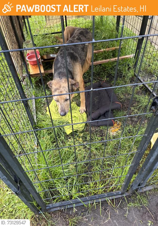 Found/Stray Male Dog last seen Community park, Leilani Estates, HI 96778