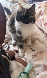 Lost Female Cat last seen 90th and fillmore, Avail academy, Blaine, MN 55434