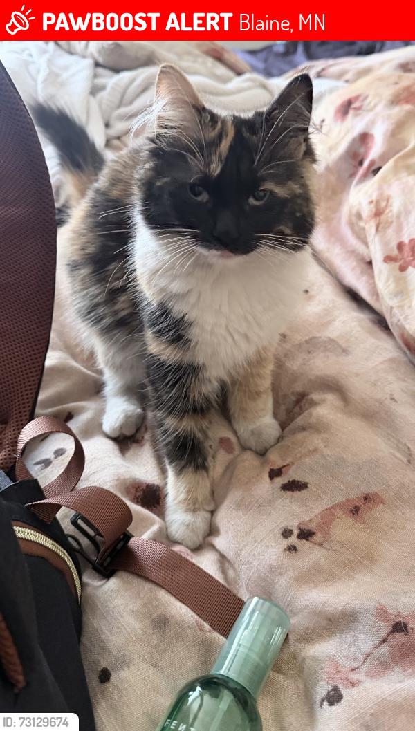 Lost Female Cat last seen 90th and fillmore, Avail academy, Blaine, MN 55434