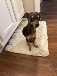 Found/Stray Male Dog last seen Axis on Roan apmts S Roan St, Johnson City, TN 37601