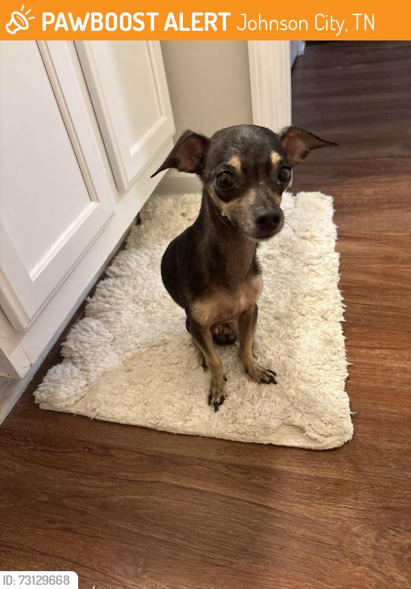Found/Stray Male Dog last seen Axis on Roan apmts S Roan St, Johnson City, TN 37601