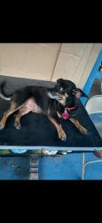 Lost Female Dog last seen Harrisburg Blvd, Houston, TX 77011