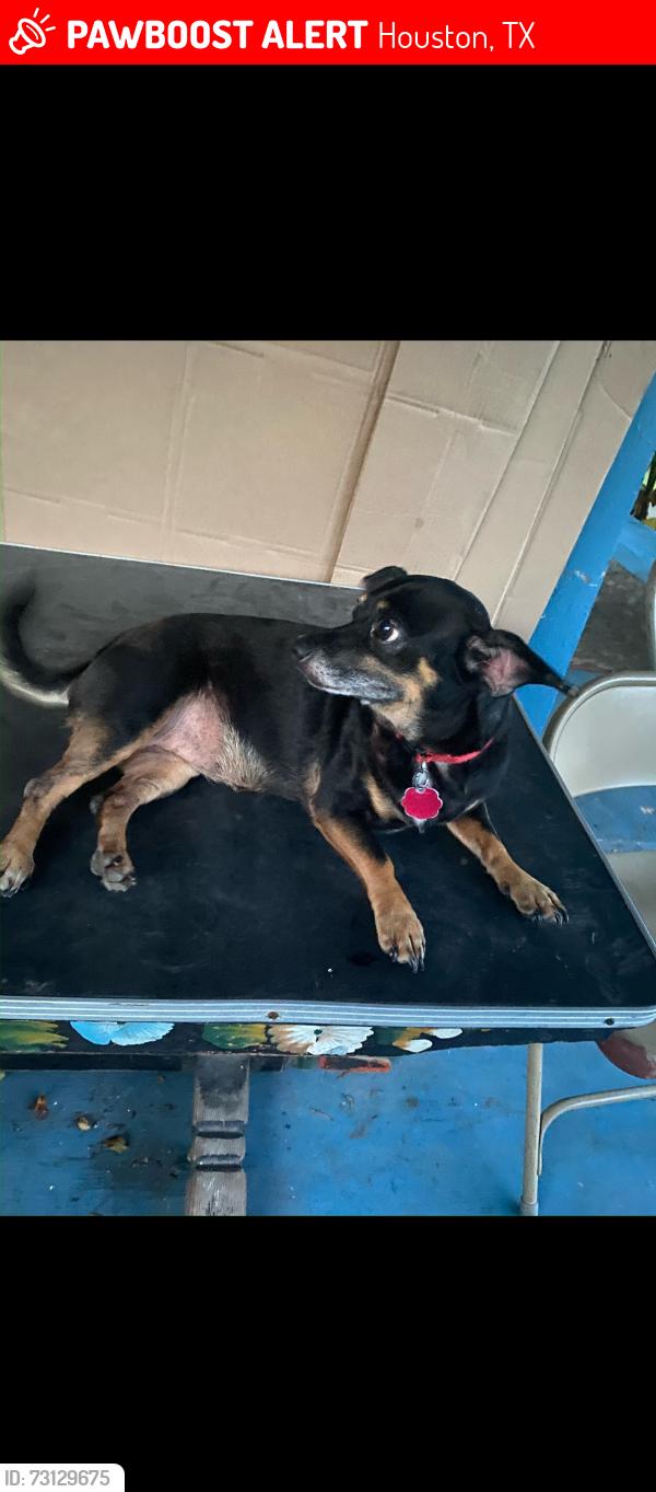 Lost Female Dog last seen Harrisburg Blvd, Houston, TX 77011