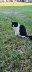 Reunited Unknown Cat last seen Wv11 3ny, West Midlands, England WV11 3NY