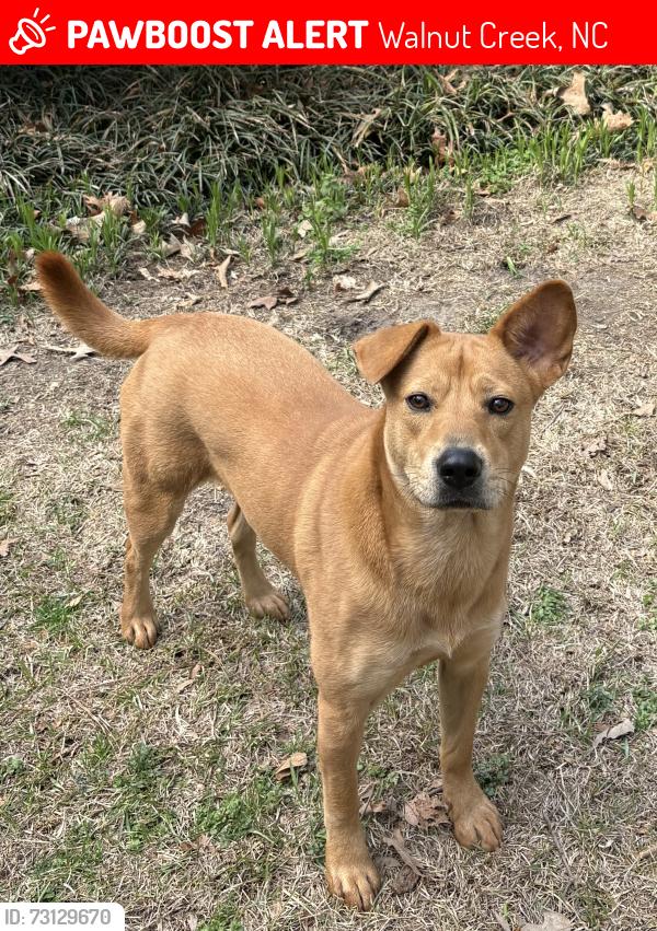 Lost Female Dog last seen Dogwood trail, Walnut Creek, NC 27534