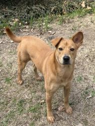 Lost Female Dog last seen Dogwood trail, Walnut Creek, NC 27534