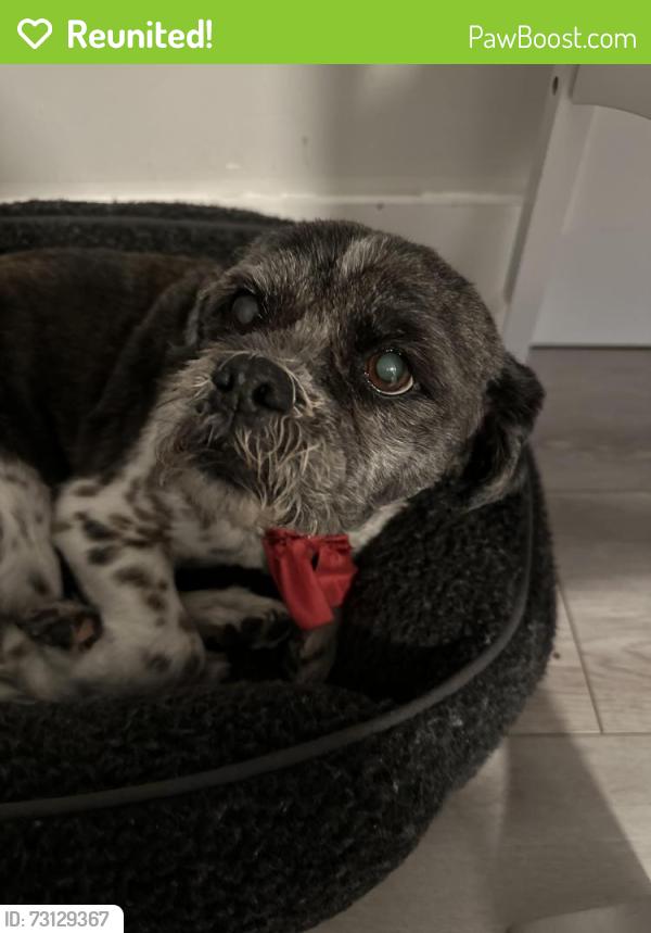 Reunited Male Dog last seen Near st and 12 ave right by county line road, Miami, FL 33179