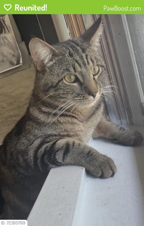 Reunited Male Cat last seen Near Brentwood Ave, Troy, NY 12180, USA, Troy, NY 12180