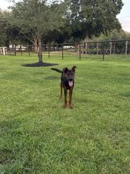 Reunited Male Dog last seen Walnut Creek Rd and Stagecoach, Enchanted Forest, TX 77355