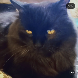 Lost Male Cat last seen 38th Ave and Kipling St, Wheat Ridge, CO 80033