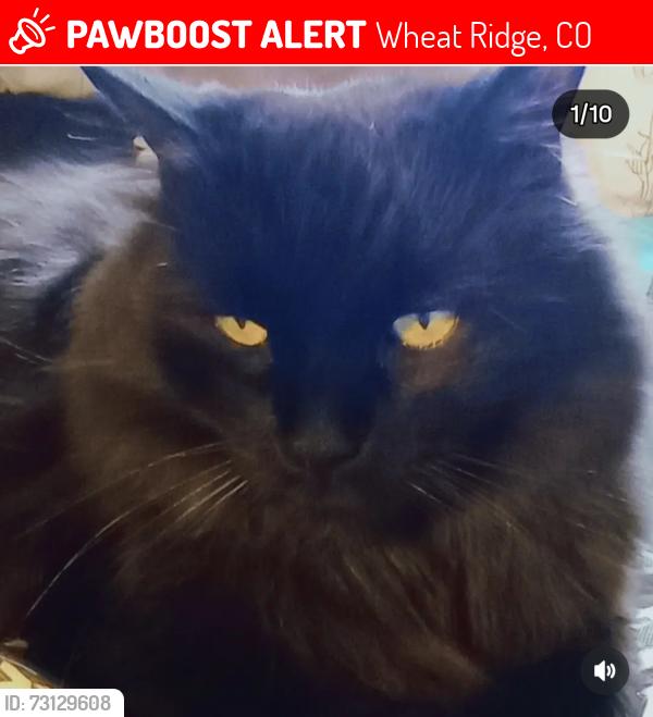 Lost Male Cat last seen 38th Ave and Kipling St, Wheat Ridge, CO 80033