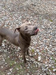 Found/Stray Female Dog last seen Cherry log, Gilmer County, GA 30522
