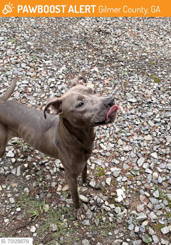Found/Stray Female Dog last seen Cherry log, Gilmer County, GA 30522