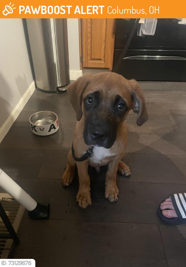 Found/Stray Male Dog last seen St Francis of Assisi Church on Buttles and Thurber, Columbus, OH 43215