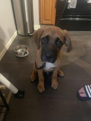 Found/Stray Male Dog last seen St Francis of Assisi Church on Buttles and Thurber, Columbus, OH 43215
