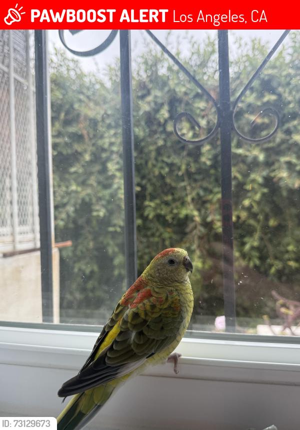 Lost Female Bird last seen Hollywood and Kingsley, Franklin and Kingsley, neighboring streets in the trees, Los Angeles, CA 90027