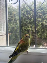 Lost Female Bird last seen Hollywood and Kingsley, Franklin and Kingsley, neighboring streets in the trees, Los Angeles, CA 90027