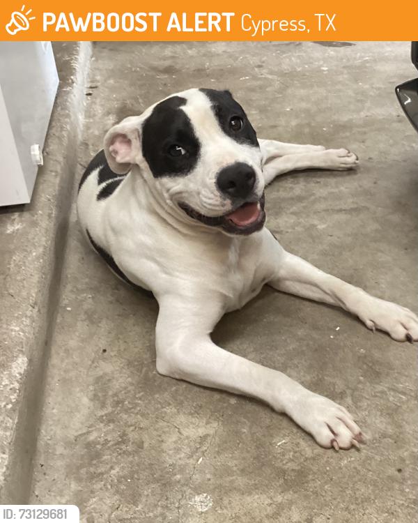 Found/Stray Female Dog last seen Raven south, Cypress, TX 77429