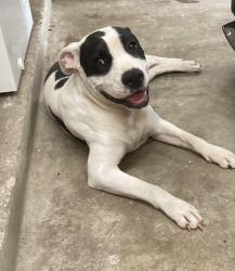 Found/Stray Female Dog last seen Raven south, Cypress, TX 77429