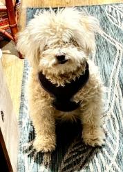 Lost Female Dog last seen Garnet Avenue across the street from Goodwill, San Diego, CA 92109