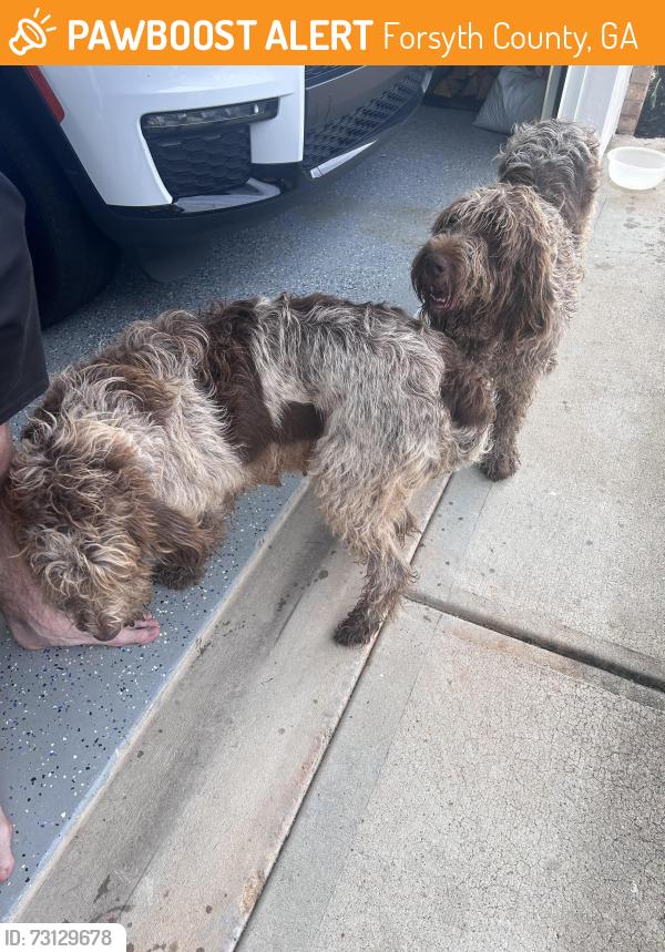 Found/Stray Female Dog last seen Wallace wood road & Sagewood drive, Forsyth County, GA 30506