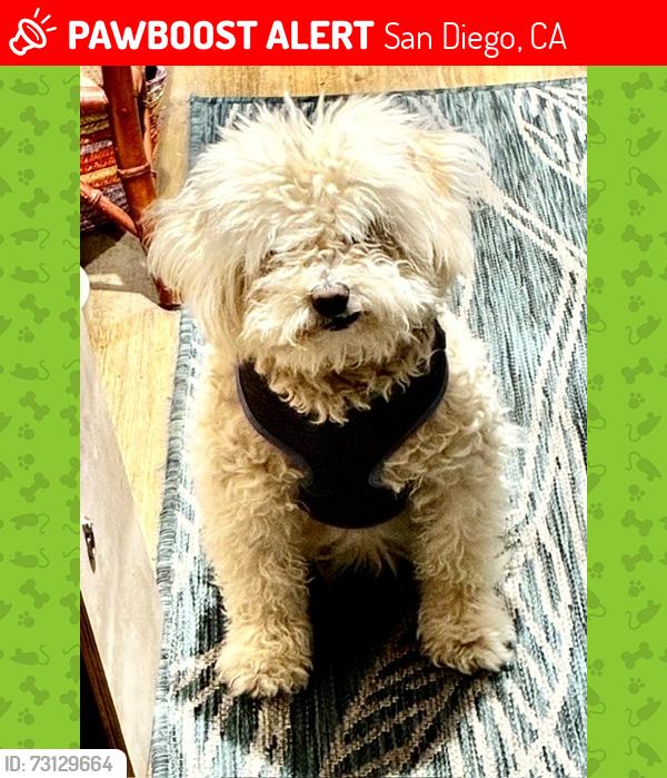 Lost Female Dog last seen Garnet Avenue across the street from Goodwill, San Diego, CA 92109